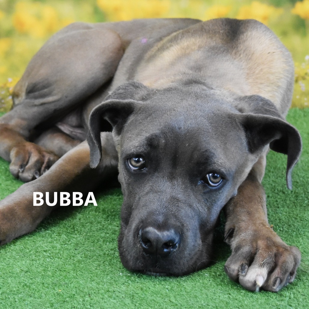 Bubba