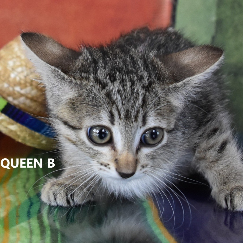 Queen B