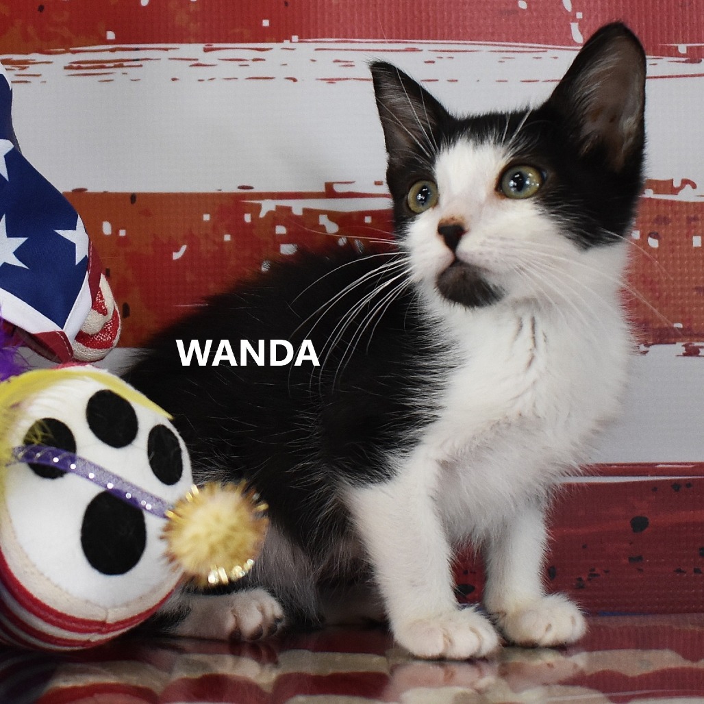 Wanda