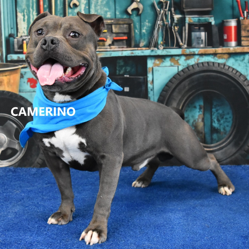 Camerino