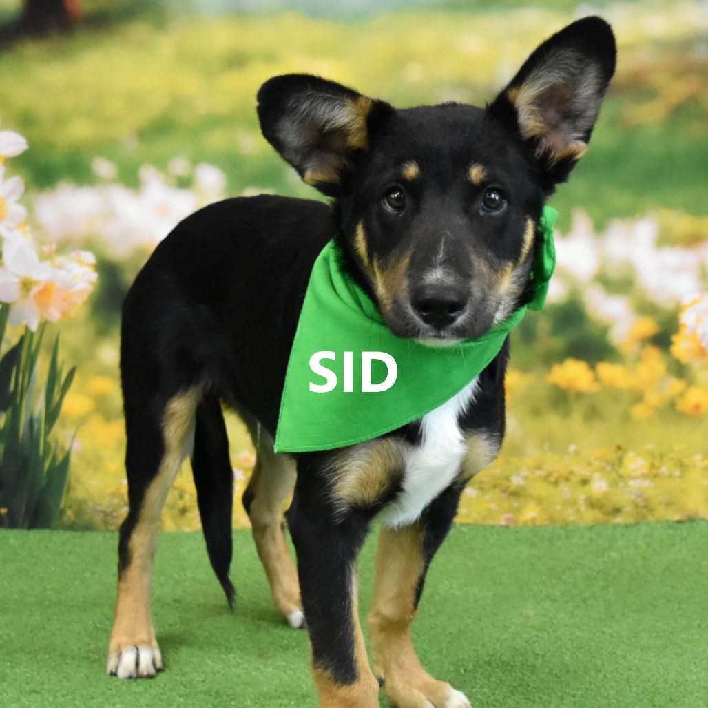 Sid