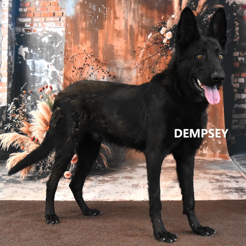 Dempsey