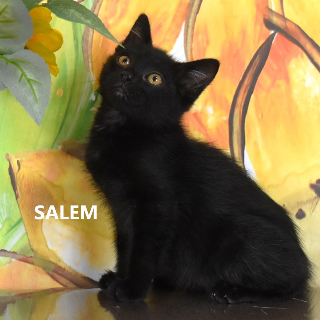 Salem