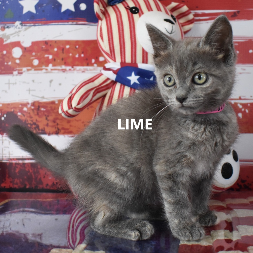Lime