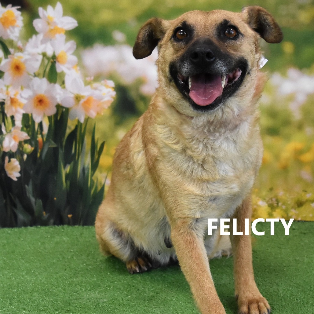 Felicty 