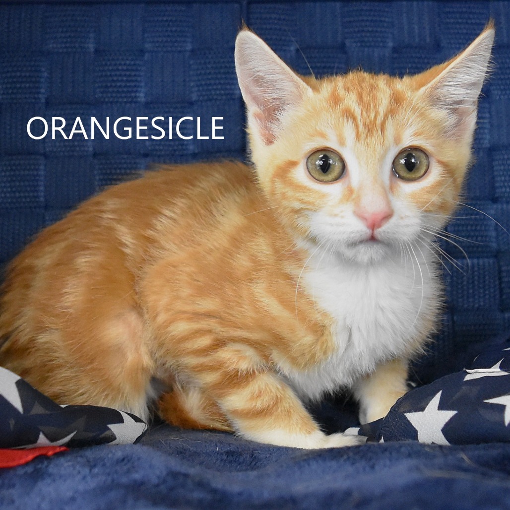 Orangesicle 