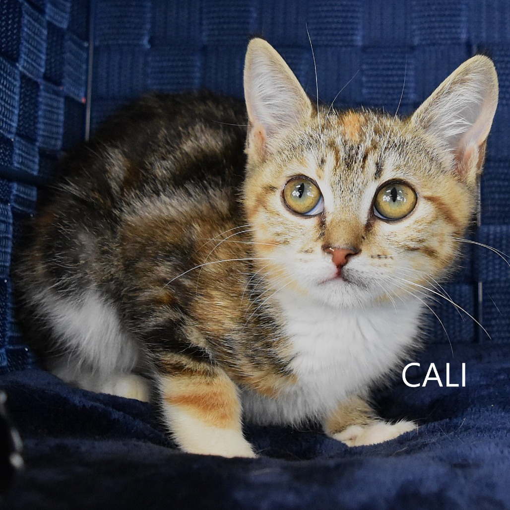 Cali