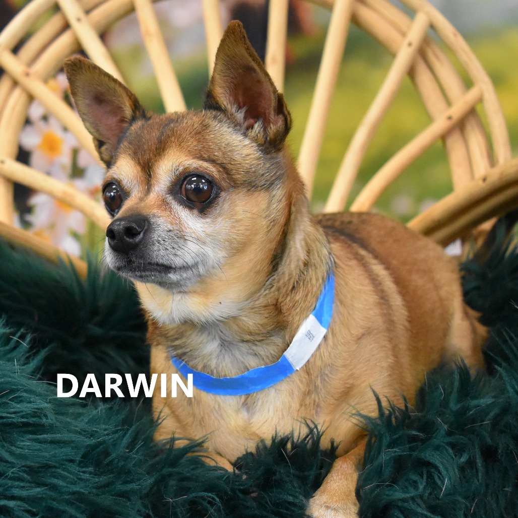 Darwin