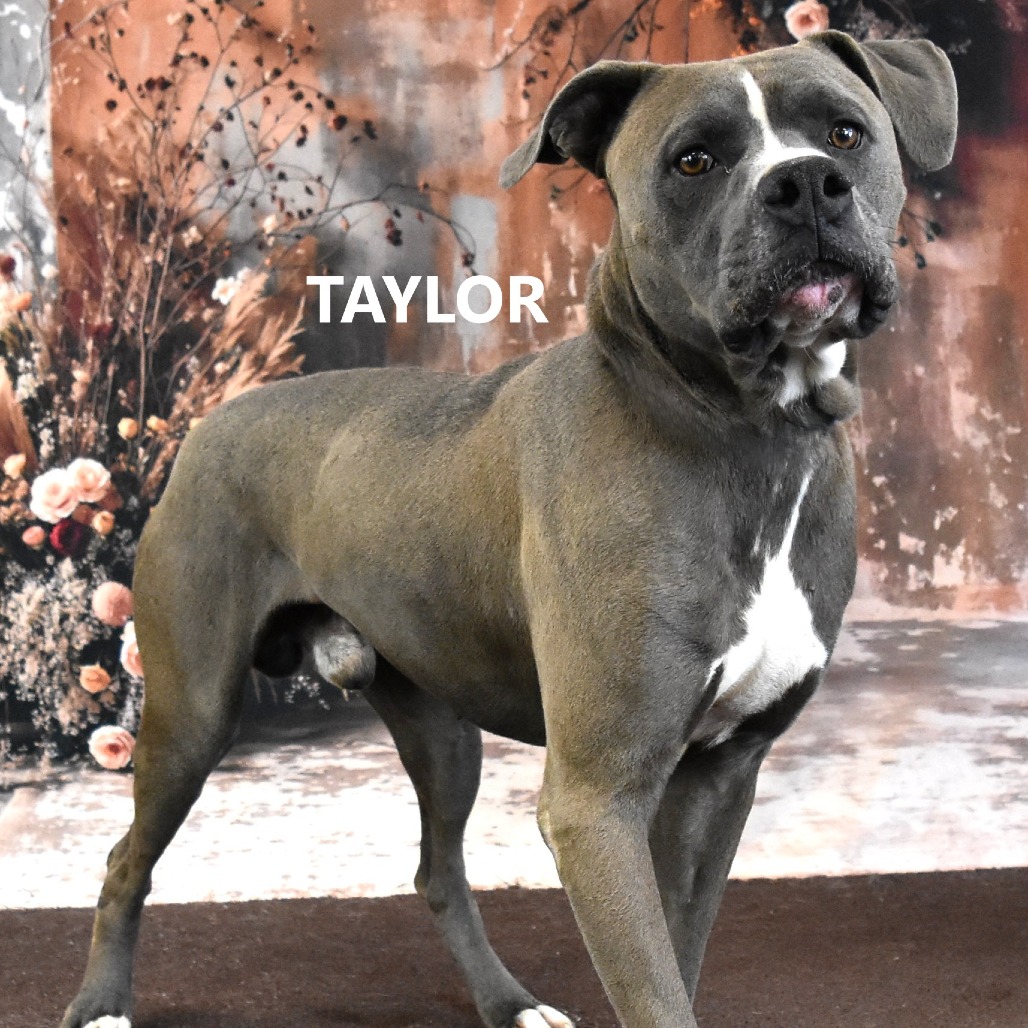 Taylor