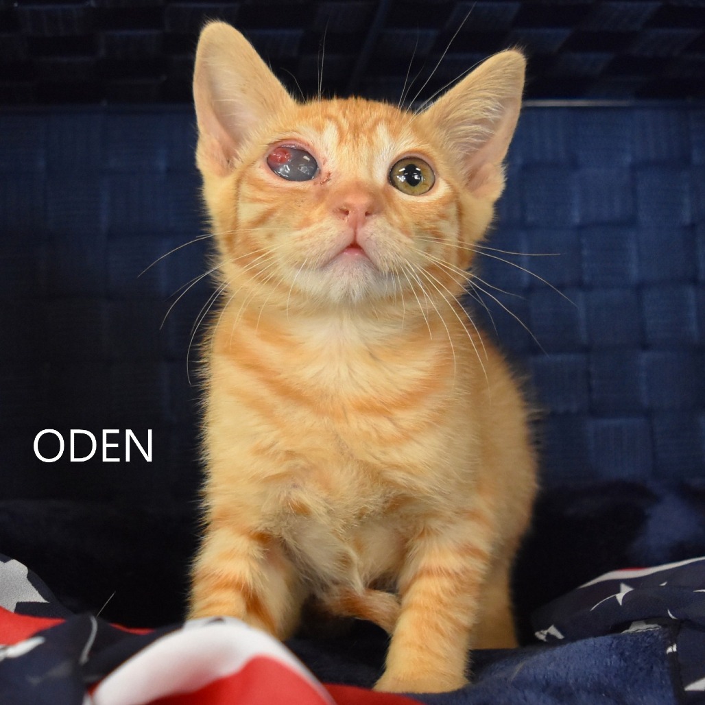 Oden