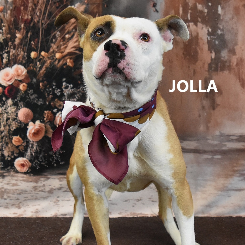 Jolla
