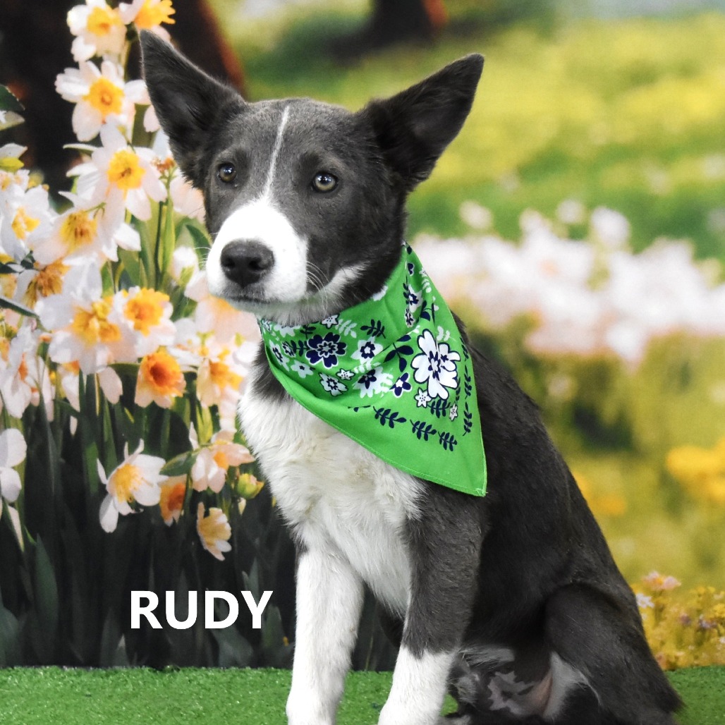 Rudy