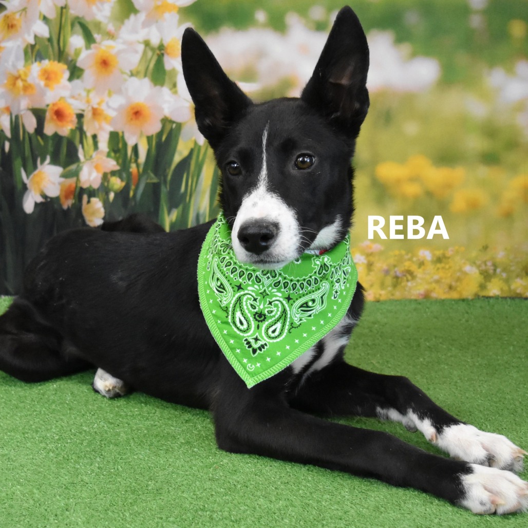 Reba