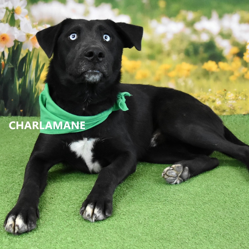 Charlamane 