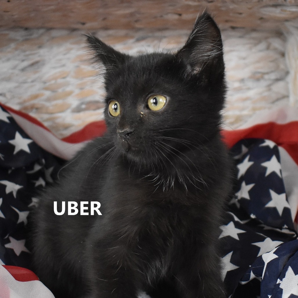Uber