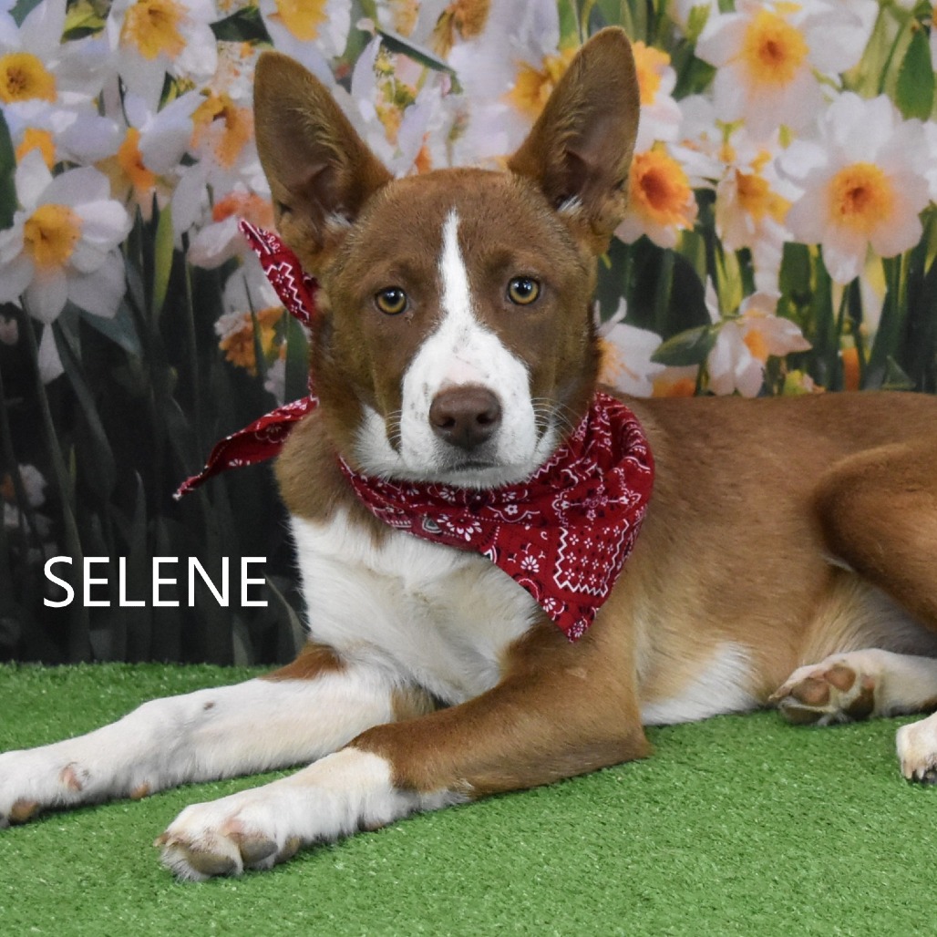 Selene