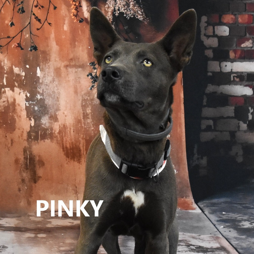 Pinky