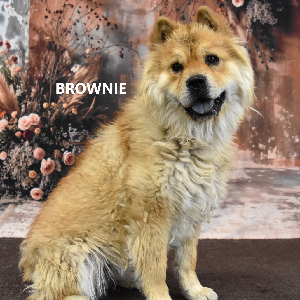 Brownie