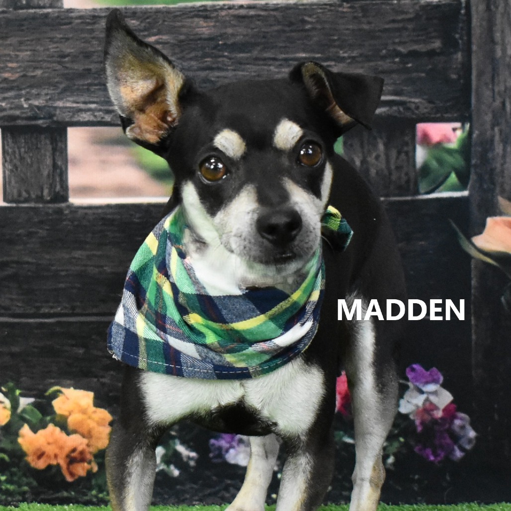 Madden 