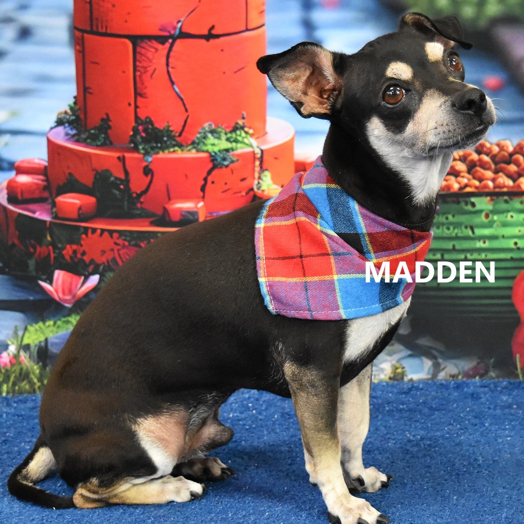 Madden 