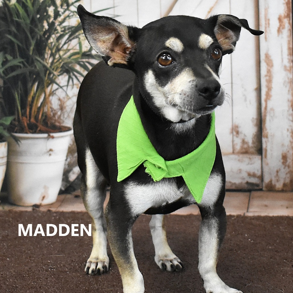 Madden 