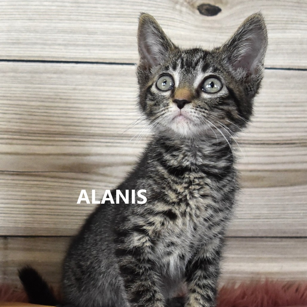 Alanis