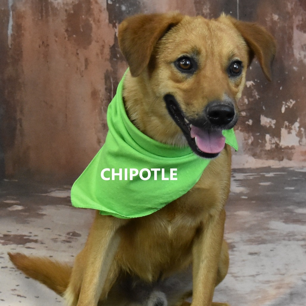 Chipotle 