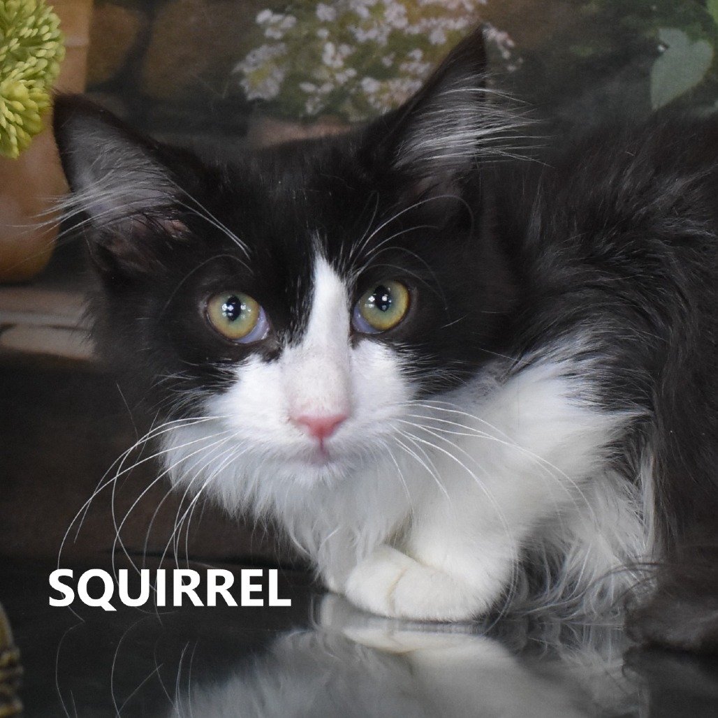 Squirrel