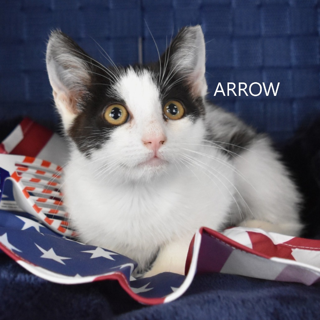 Arrow
