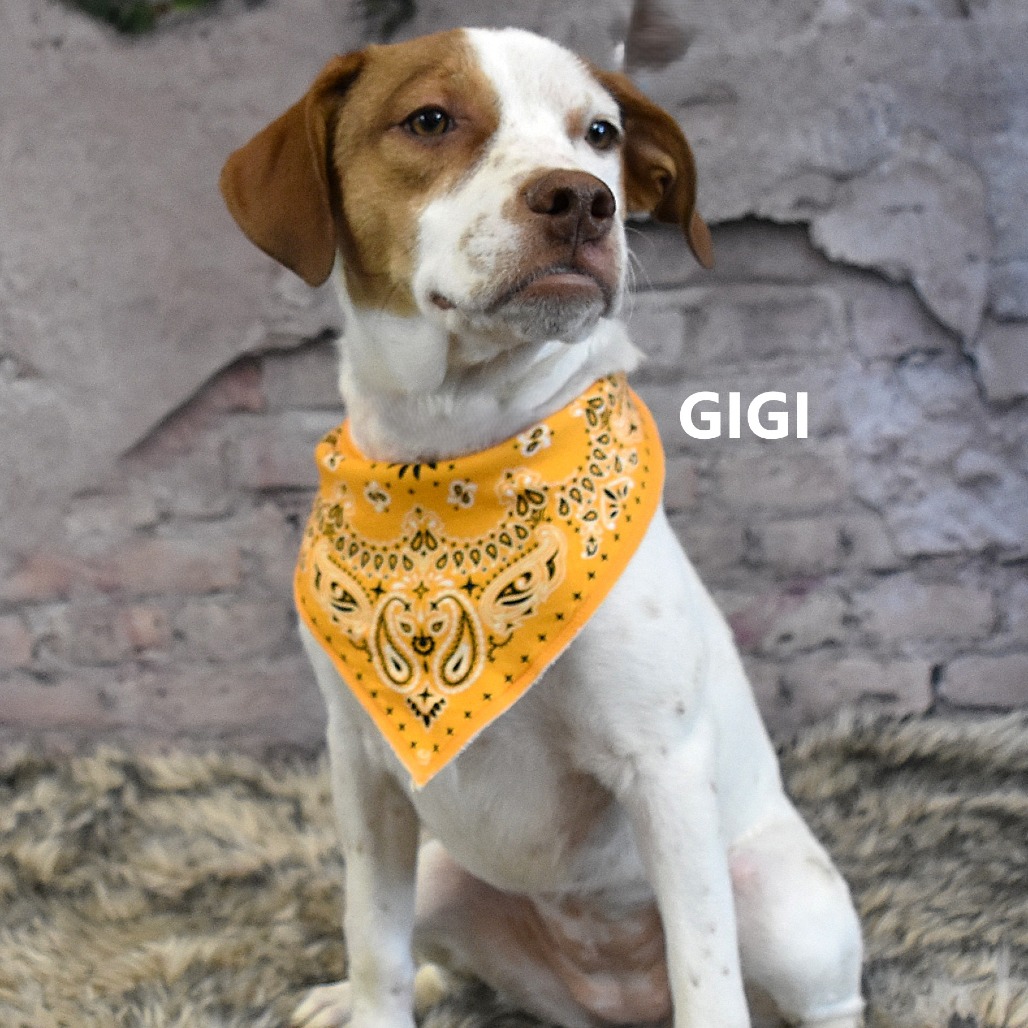Gigi