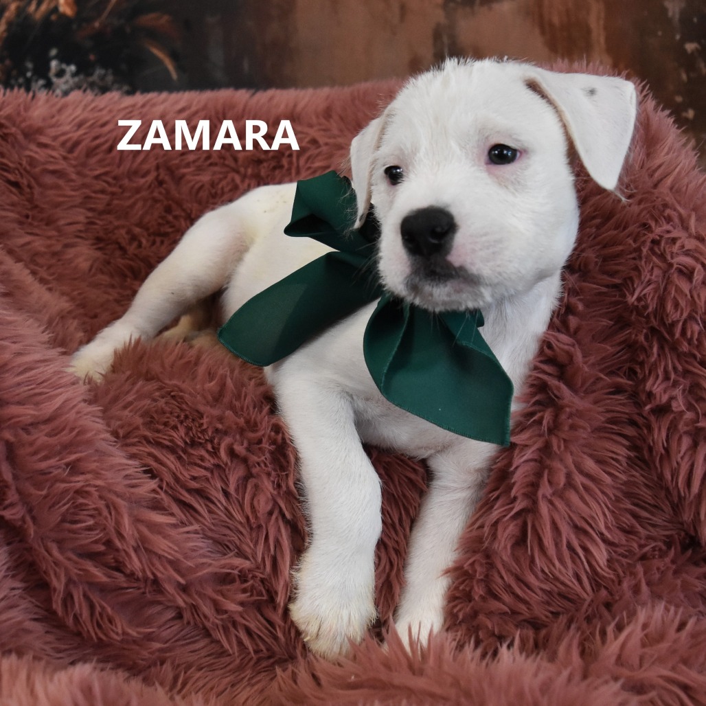 Zamara