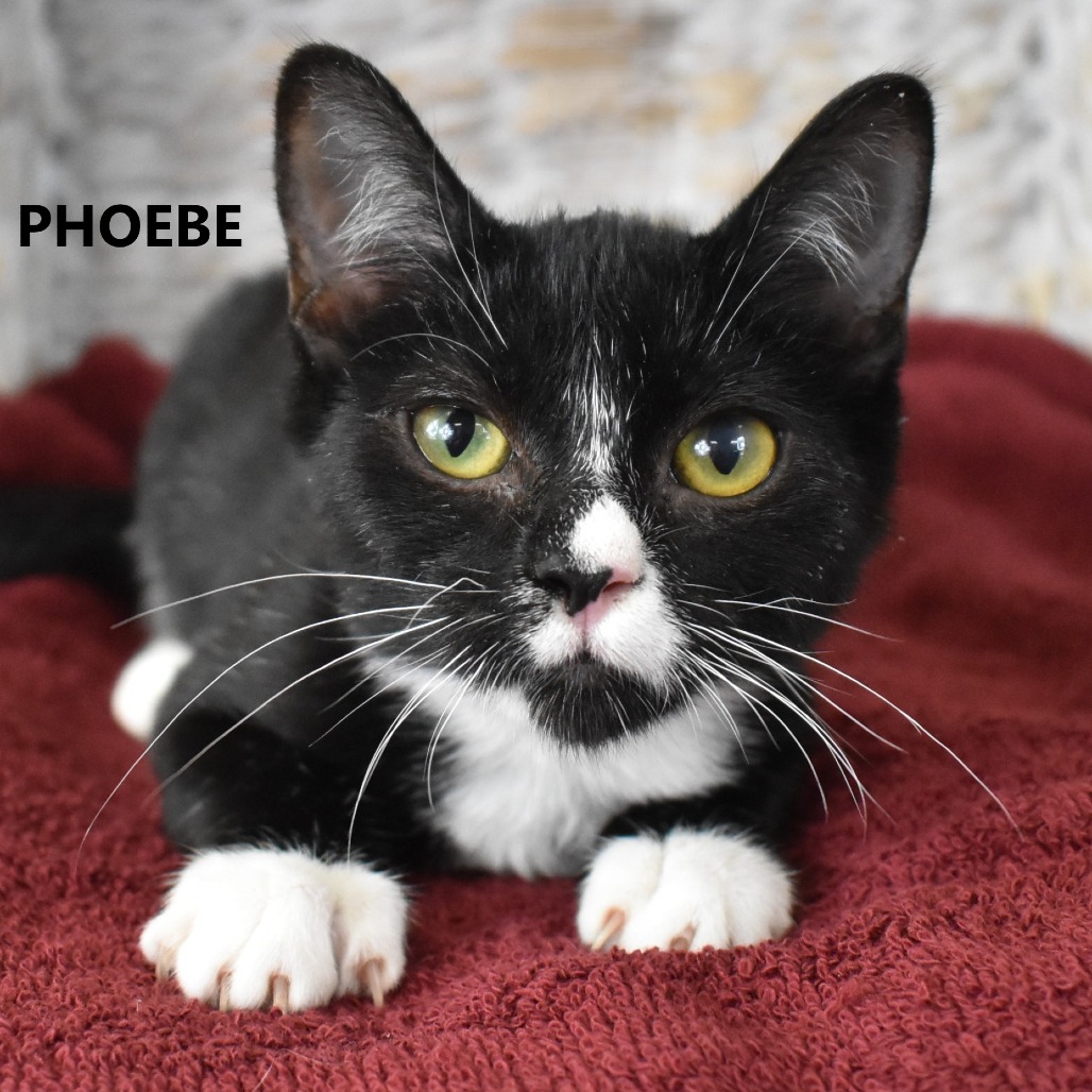 Phoebe