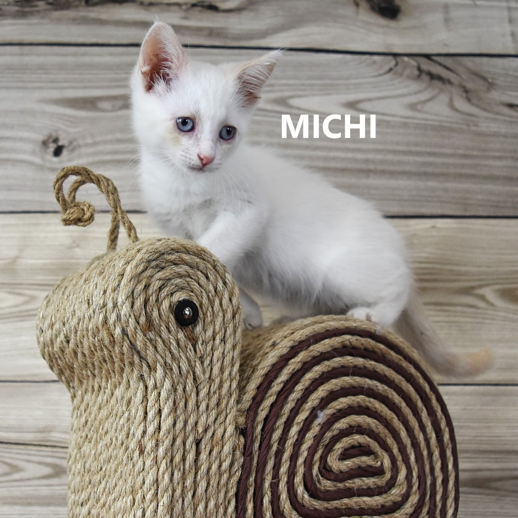 Michi