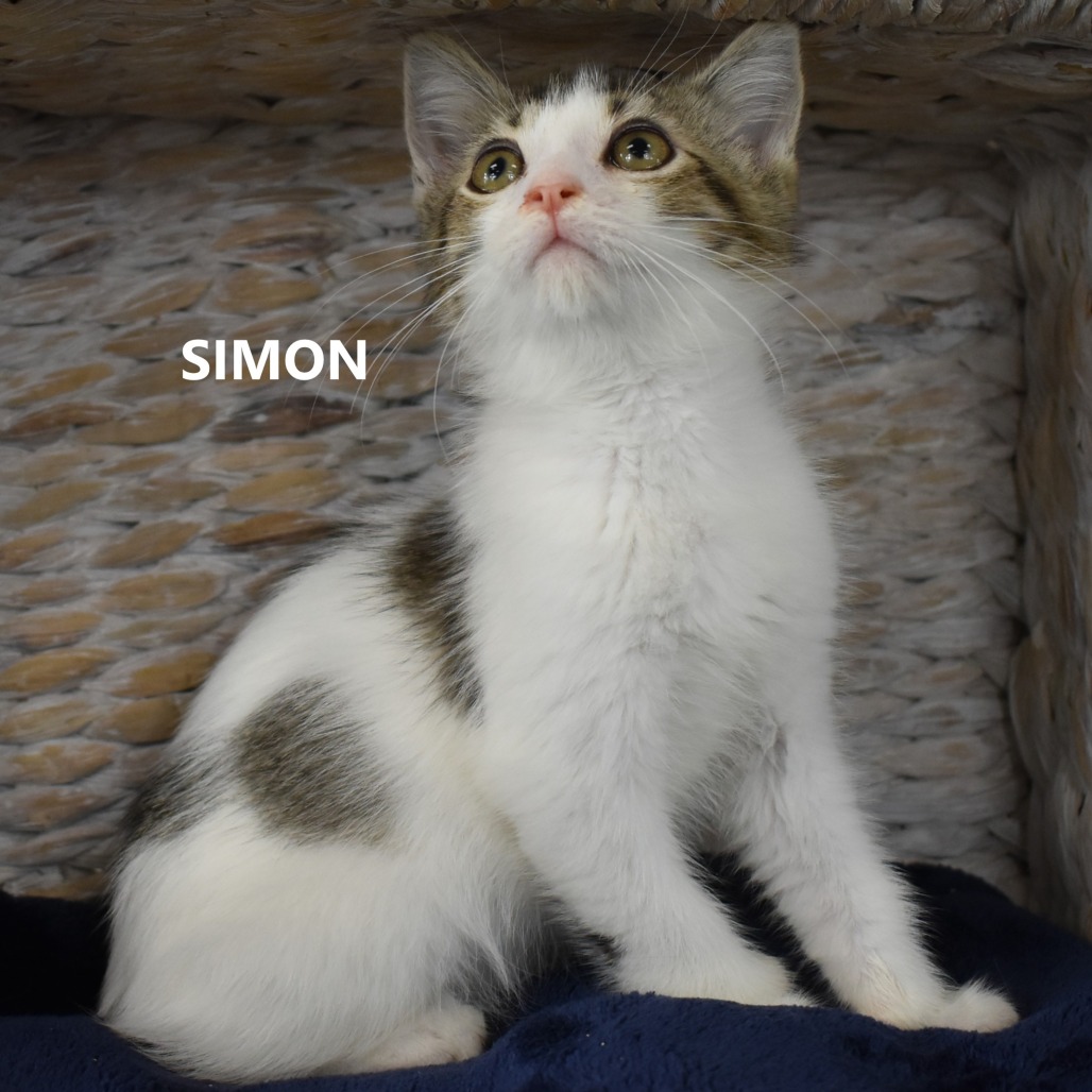 Simon