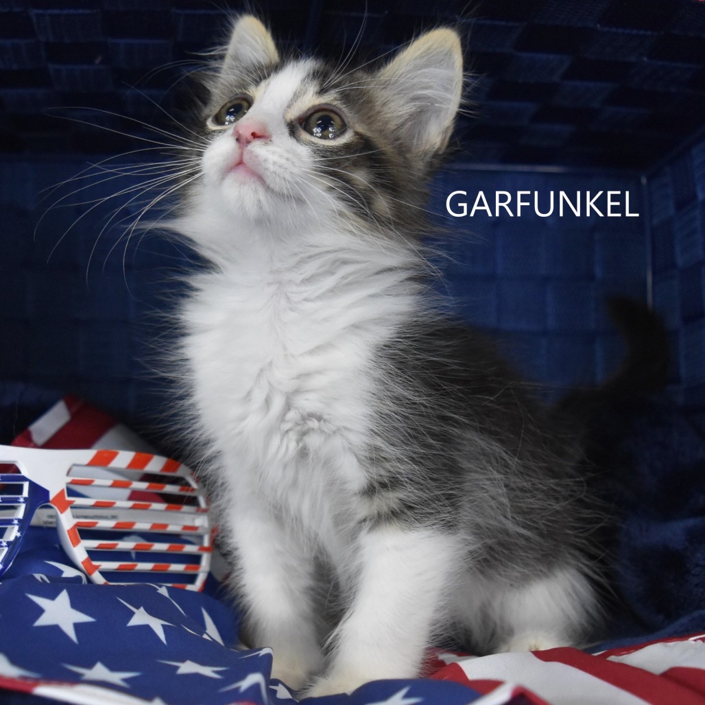 Garfunkel