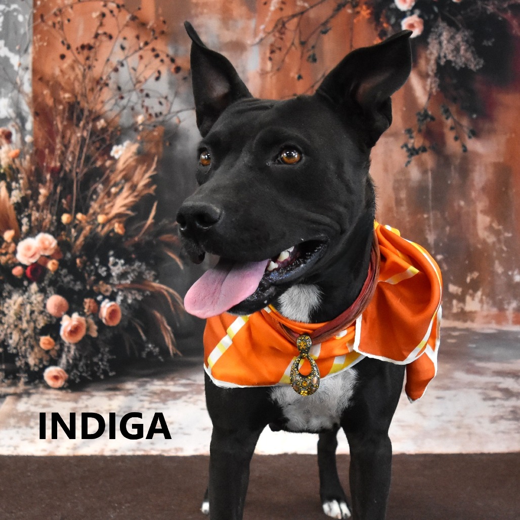 Indiga