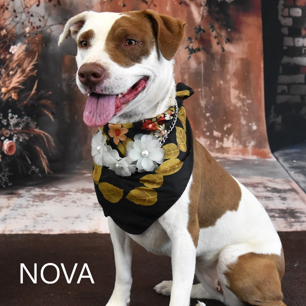 Nova