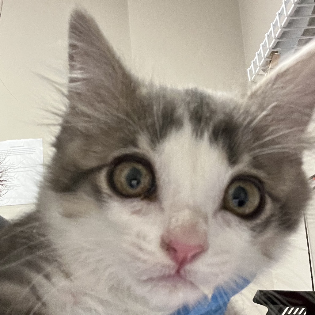 Peeta