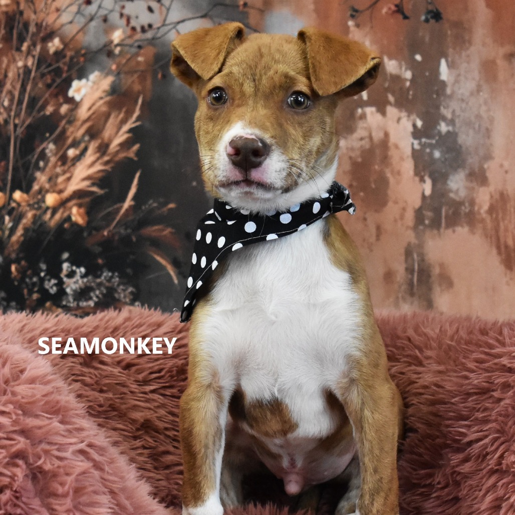 Seamonkey