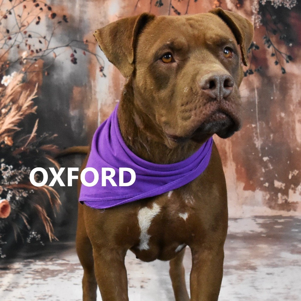 Oxford 