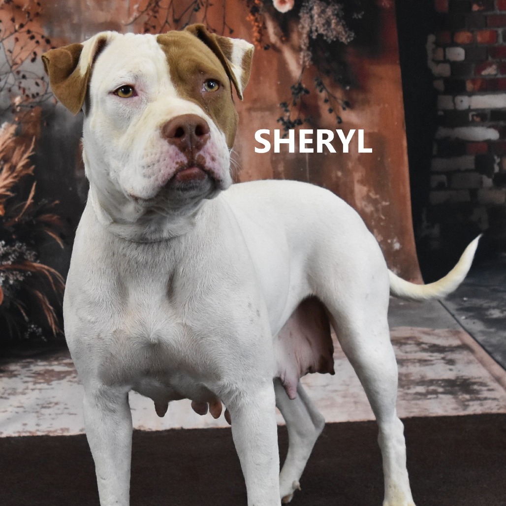 Sheryl
