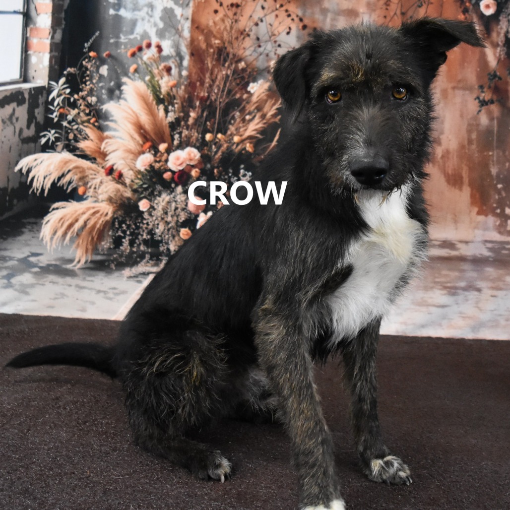 Crow