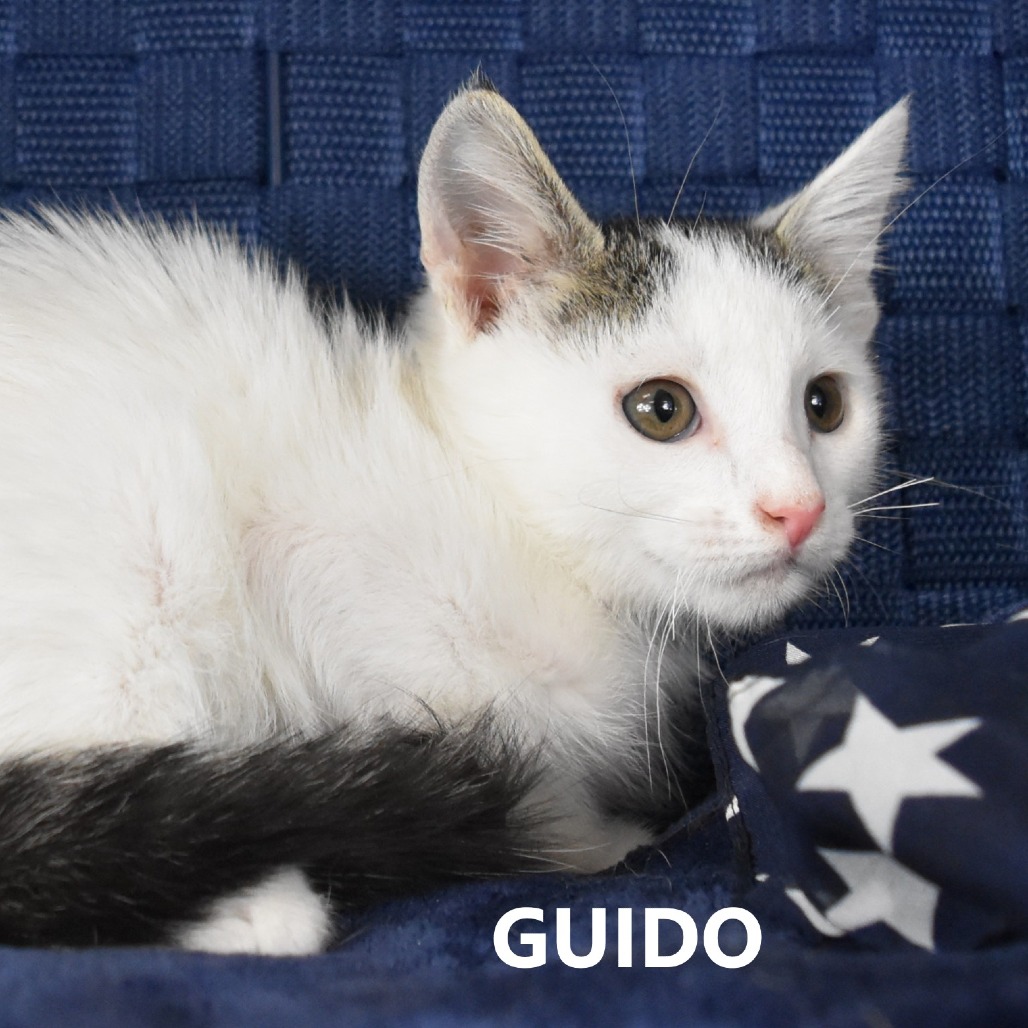 Guido
