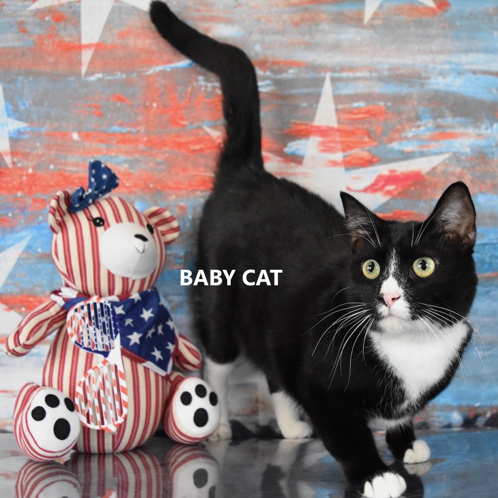 Baby Cat