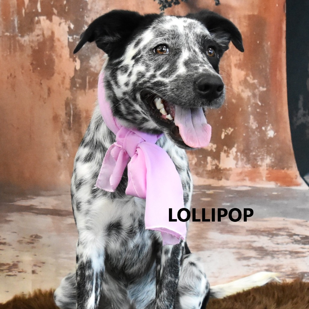 Lollipop