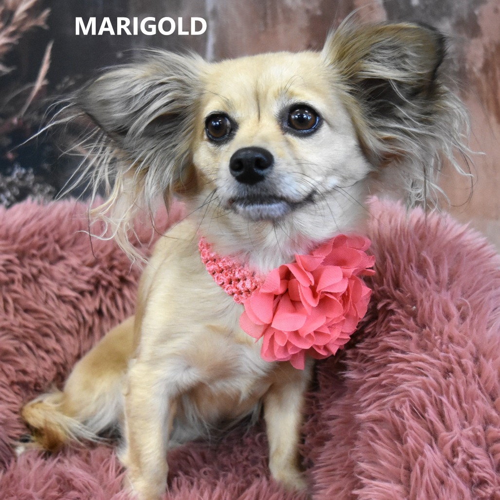Marigold