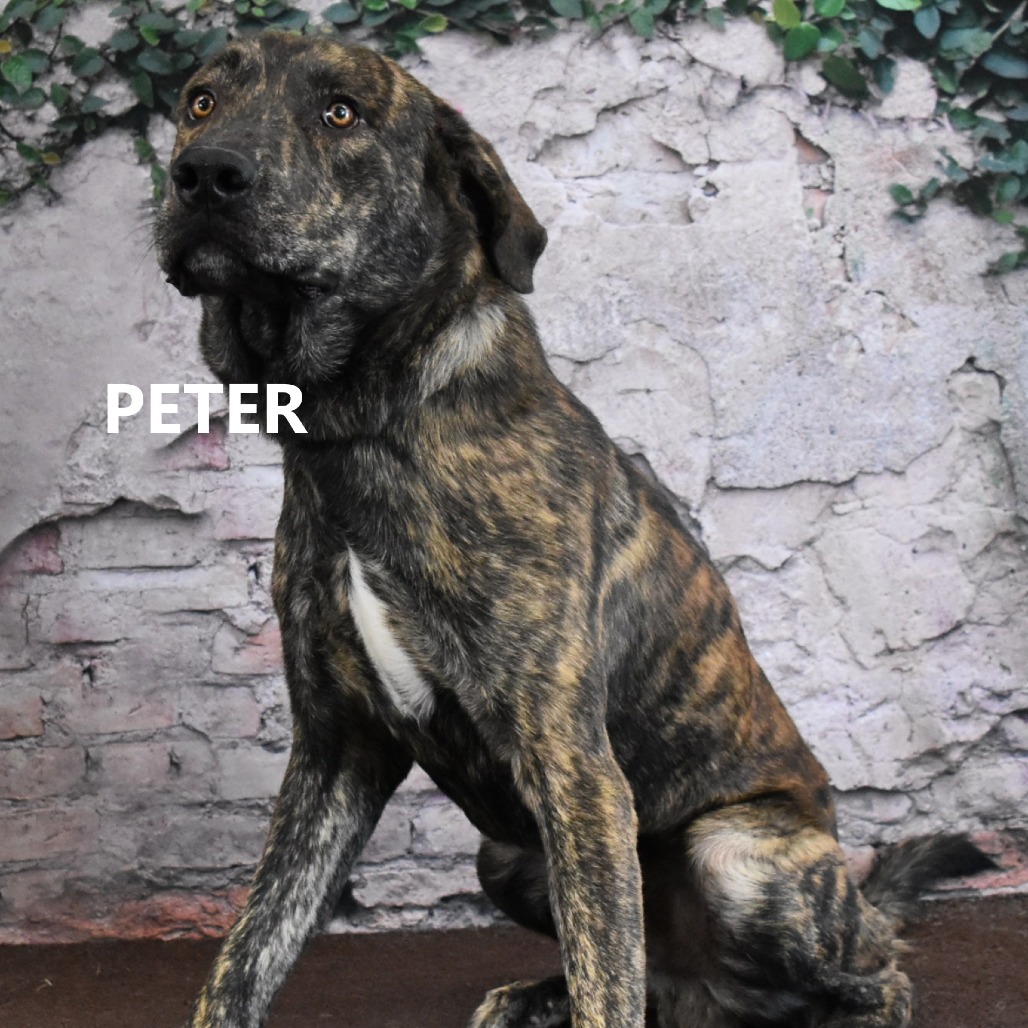 Peter