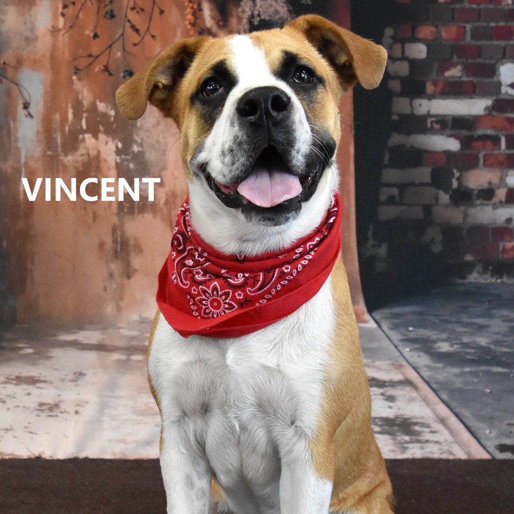 Vincent