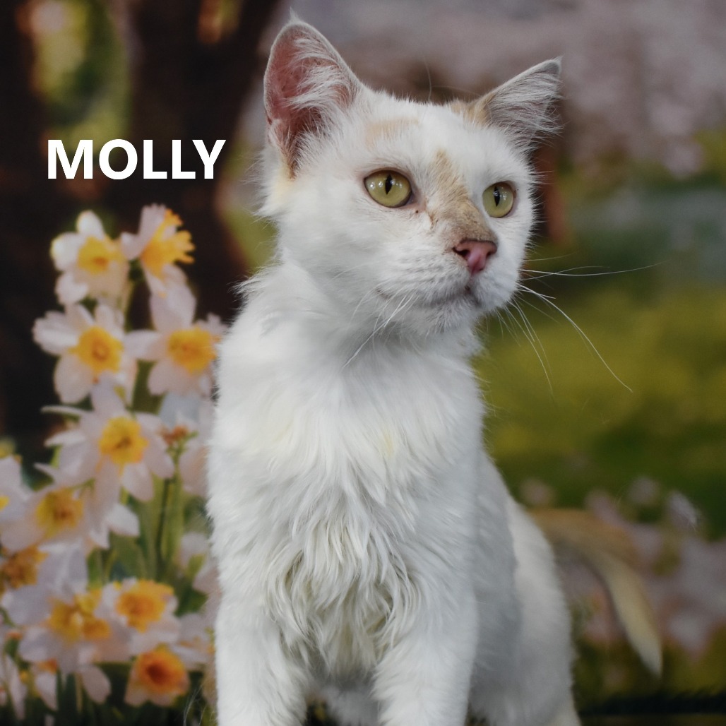 Molly
