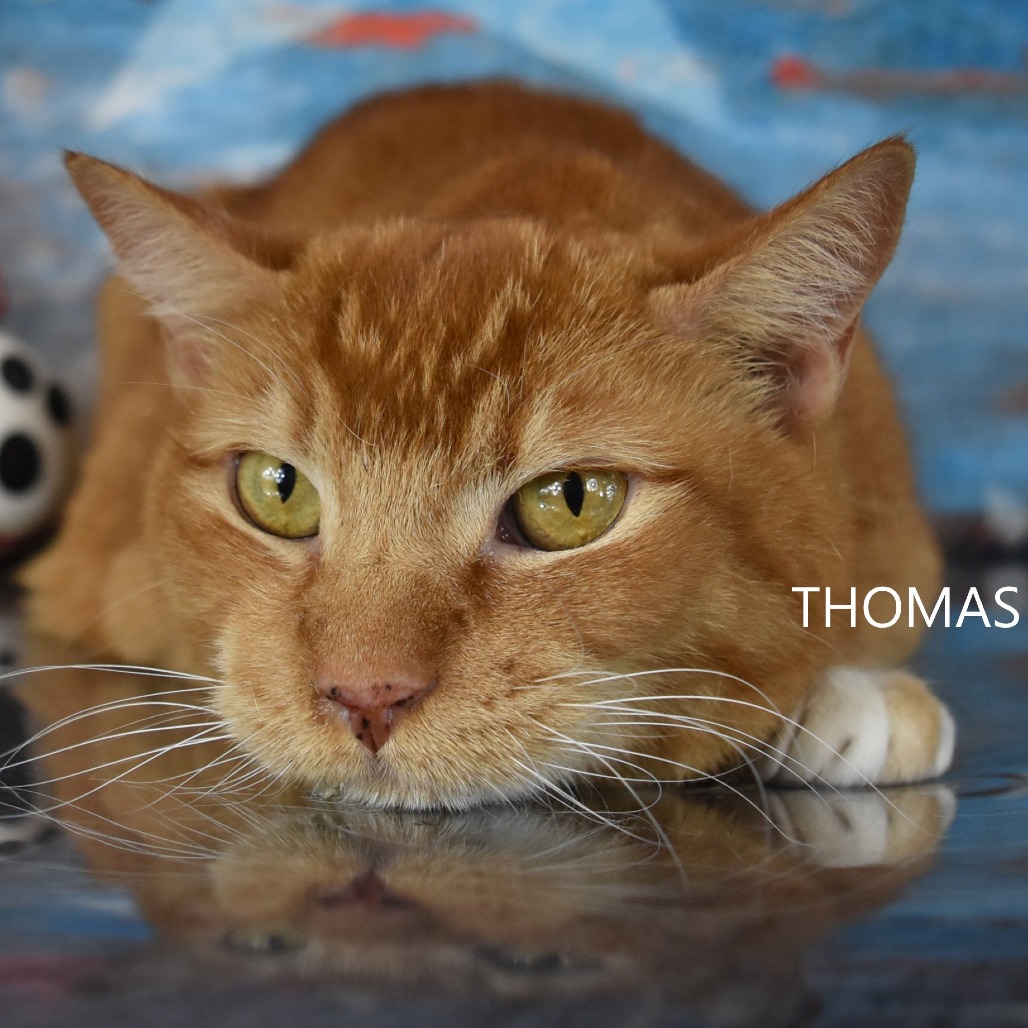 Thomas
